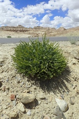 Christolea crassifolia