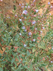 Lobostemon laevigatus