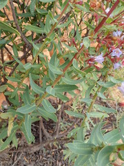 Lobostemon laevigatus