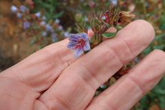 Lobostemon laevigatus