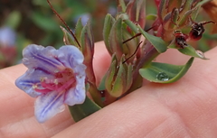 Lobostemon laevigatus