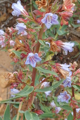 Lobostemon laevigatus