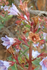 Lobostemon laevigatus