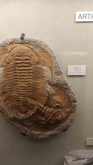 Trilobita