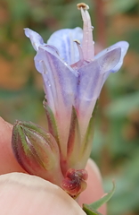 Lobostemon laevigatus