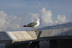 Larus michahellis