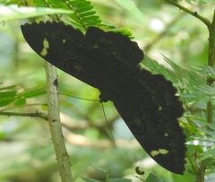 Erebus hieroglyphica