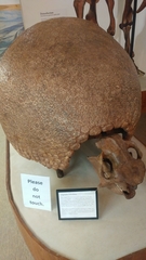 Glyptodontinae