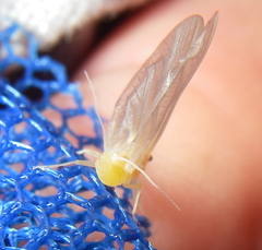 Ephemerella dorothea