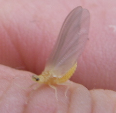 Ephemerella dorothea