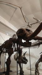 Mammutidae