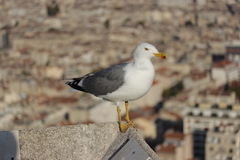 Larus michahellis