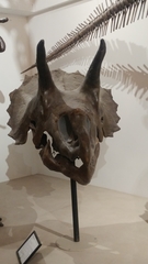 Triceratops horridus