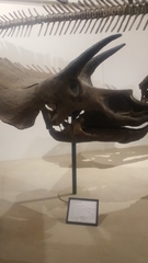 Triceratops horridus