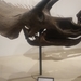 Triceratopsini - Photo (c) eschwerdtfeg, algunos derechos reservados (CC BY-NC)