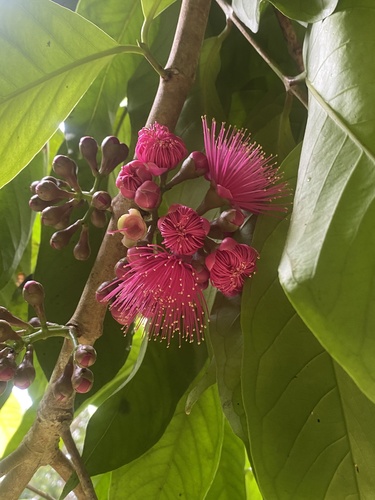 Syzygium malaccense - Leaves