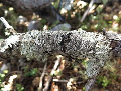 Hypogymnia austerodes