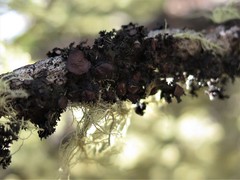 Tuckermanella fendleri