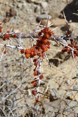Hippophae tibetana