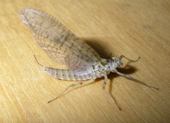 Maccaffertium pulchellum