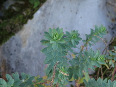 Euphorbia beamanii