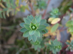 Euphorbia beamanii