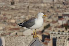 Larus michahellis