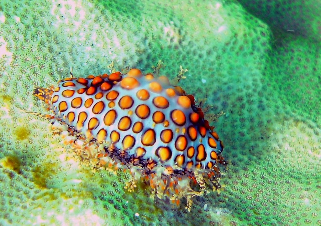 Jenner's cowry
