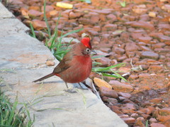 Red Pileated Finch photo 5