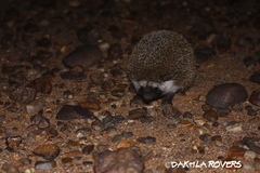 Paraechinus aethiopicus