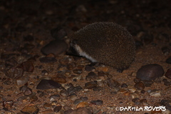 Paraechinus aethiopicus