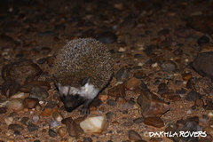 Paraechinus aethiopicus