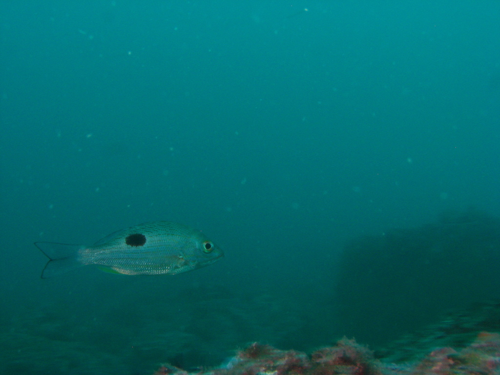 Rose snapper (Lutjanus guttatus) — Lutjanidae