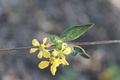 Gaudichaudia cycloptera