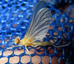 Ephemerella dorothea