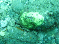 Porites panamensis