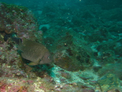 Stegastes flavilatus