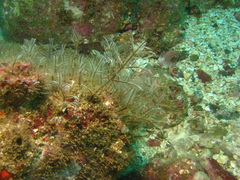 Macrorhynchia nuttingi