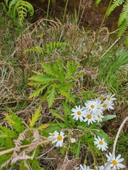 Argyranthemum pinnatifidum image