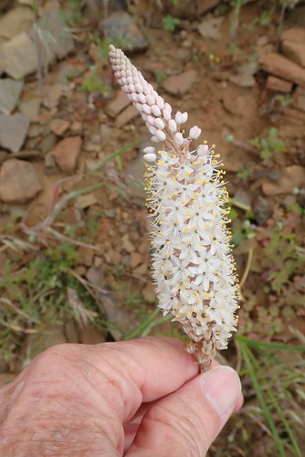Image of Bulbinella cauda by no rights reserved