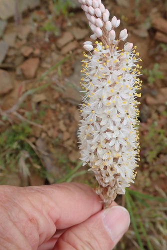 Image of White Catstail (Bulbinella cauda) by no rights reserved