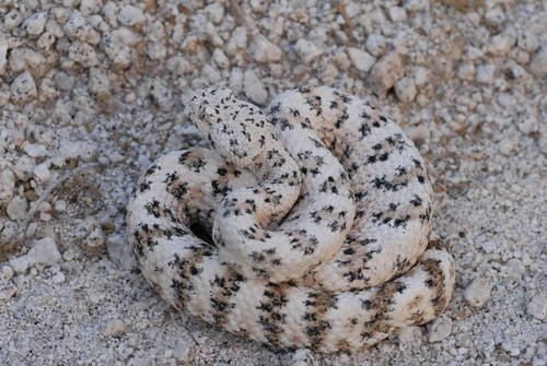 Southwestern Speckled Rattlesnake