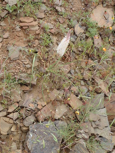 Image of White Catstail (Bulbinella cauda) by no rights reserved