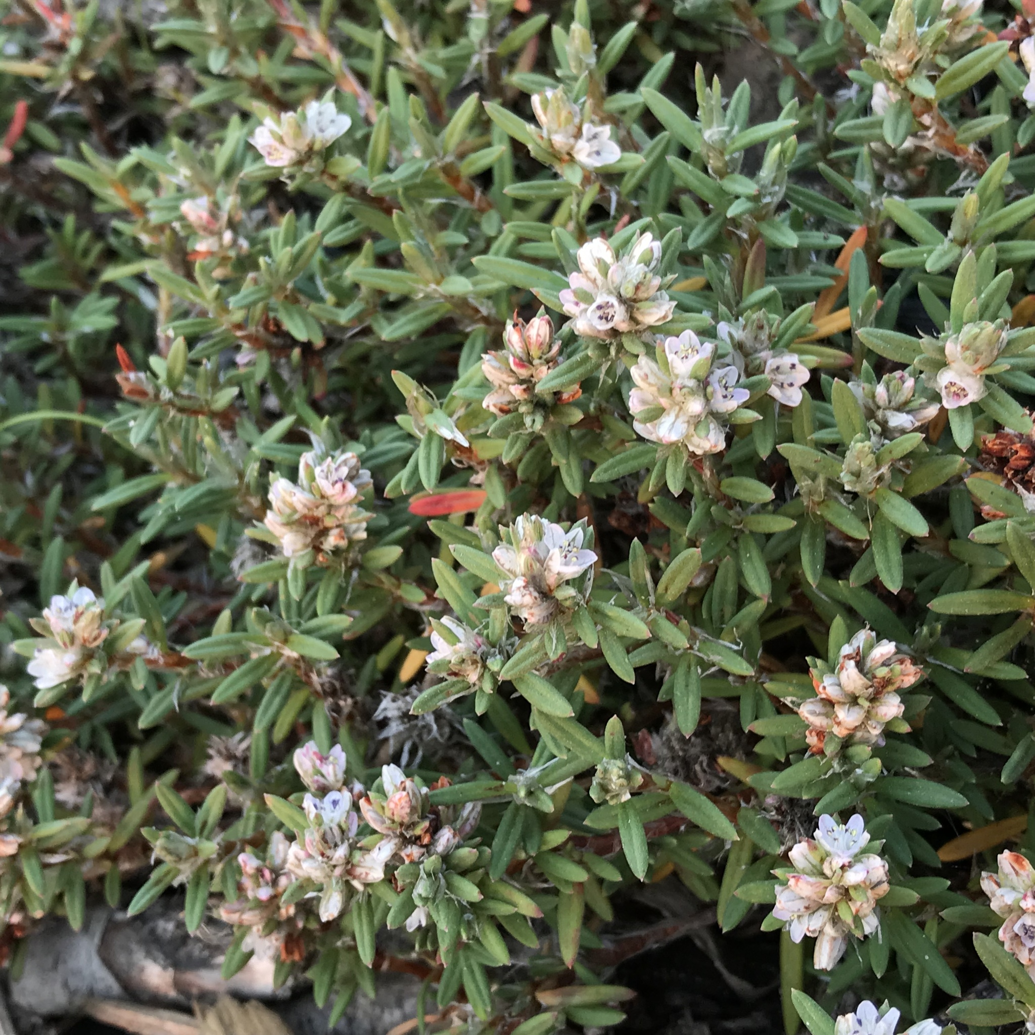 Polygonum paronychia