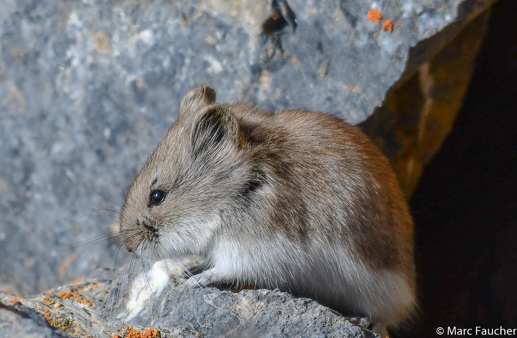 Hamsters, Voles, Lemmings, and Allies (Cricetidae) - Know Your Mammals