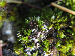 Illosporium carneum