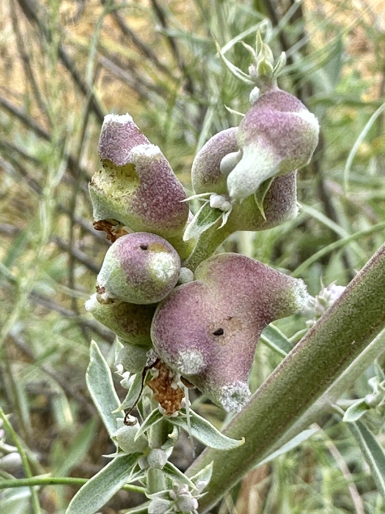White Sage Leaf Gall Midge from Mission Trails Regional Park, San Diego