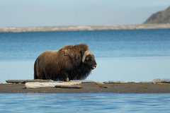 Muskox photo 5