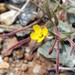Camissonia benitensis - Photo David Pereksta, USFWS, sin restricciones conocidas de derechos (dominio publico)