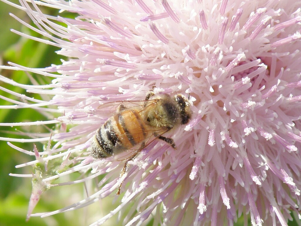 Western Honey Bee from South Baton Rouge, Baton Rouge, LA, USA on March